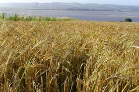 A field of ripening barley in North-East Fife, photographed by Peter Mannox