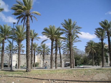 Palm trees outside the old walls of Jerusalem