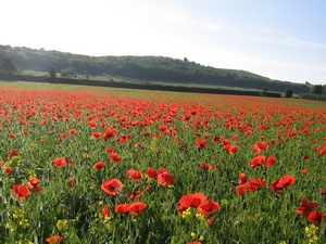 Wye’s poignant reminder of Flanders’ red poppies